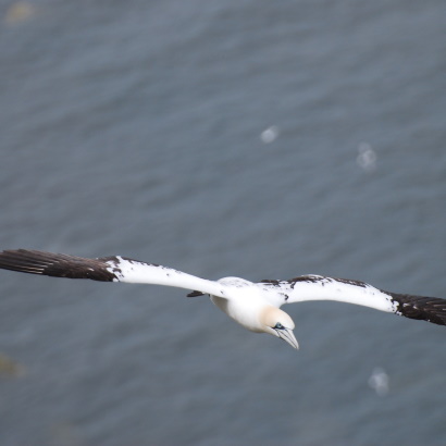 At-sea ornithological survey guidance