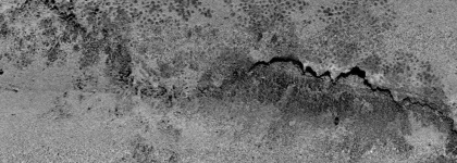 Measuring dredging impact on black bream